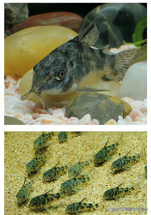 哪些清潔魚可以替代飛鳳魚？