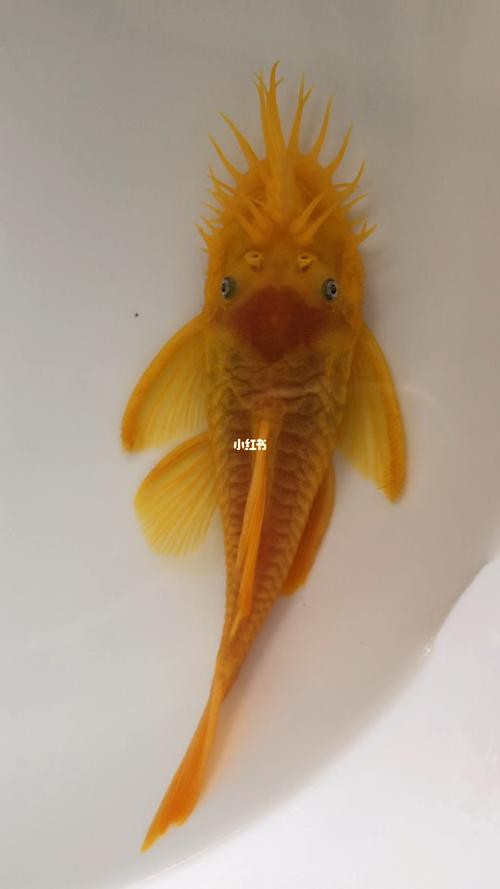 哪些清潔魚可以替代飛鳳魚？