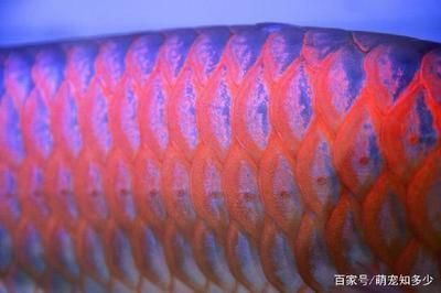 龍魚是河魚還是海魚：龍魚是淡水魚，而不是海魚