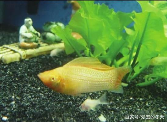 珠海市香洲魚躍水族清潔服務部（珠海市香洲魚躍水族清潔服務部電話）