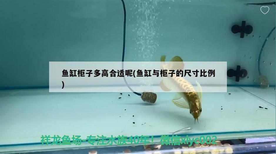 龍魚單養好還是有配魚好：龍魚要單養好還是混養好