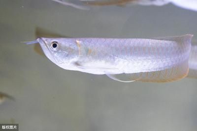 為什么養銀龍魚（養銀龍魚不僅能帶來風水上的好處，還能提升家居環境）