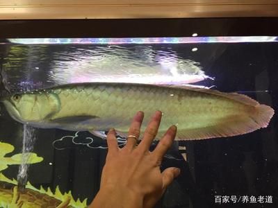 為什么養銀龍魚（養銀龍魚不僅能帶來風水上的好處，還能提升家居環境）