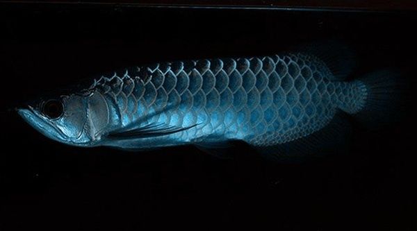 龍魚游姿傾斜：龍魚游姿傾斜可能由多種因素引起龍魚游姿傾斜的因素