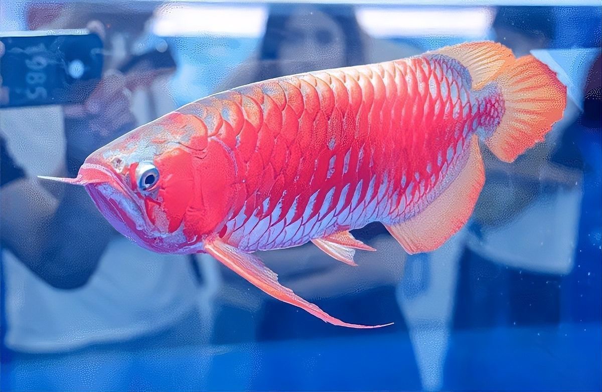 觀賞龍魚價格多少一條