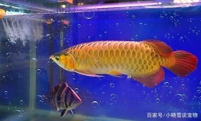 龍魚養多久才發色：不同品種龍魚發色特點對比