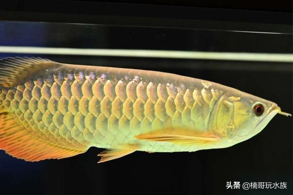 金龍魚寫真照片（金龍魚是一種非常受歡迎的觀賞魚，以其華麗的外觀和姿態(tài)著稱）