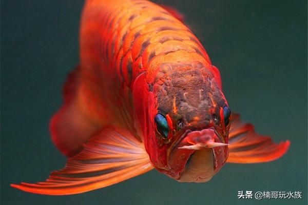金龍魚寫真照片（金龍魚是一種非常受歡迎的觀賞魚，以其華麗的外觀和姿態(tài)著稱）