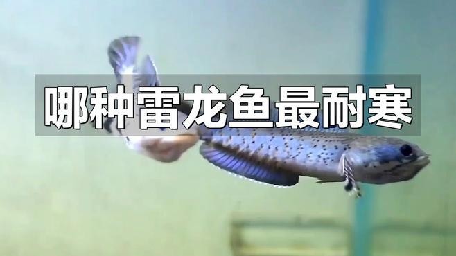 雷龍魚養(yǎng)多久才不會跳缸