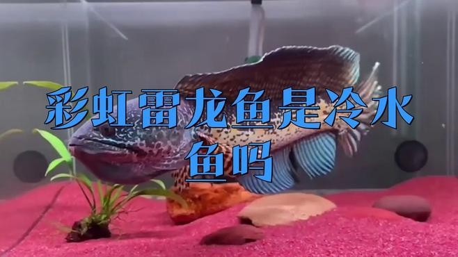 雷龍魚養(yǎng)多久才不會跳缸