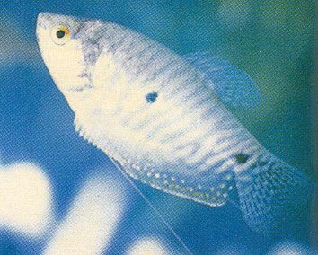 中國曼龍魚（曼龍魚的價格在5～12元一條左右,中國曼龍魚的飼養條件）