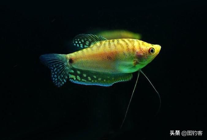 中國曼龍魚（曼龍魚的價格在5～12元一條左右,中國曼龍魚的飼養條件）