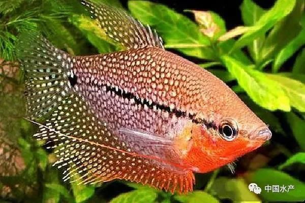 中國曼龍魚（曼龍魚的價格在5～12元一條左右,中國曼龍魚的飼養條件）