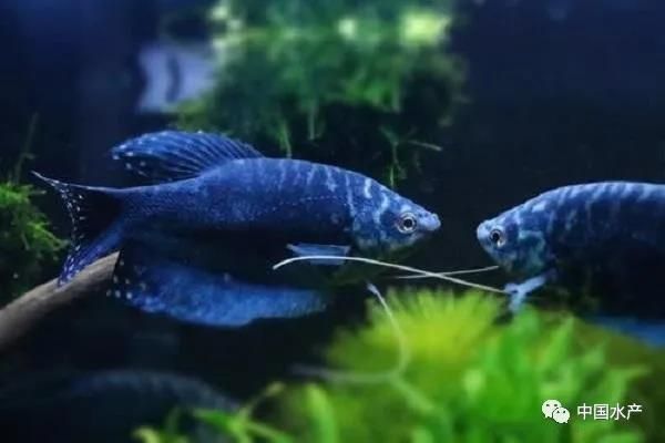 中國曼龍魚（曼龍魚的價格在5～12元一條左右,中國曼龍魚的飼養條件）