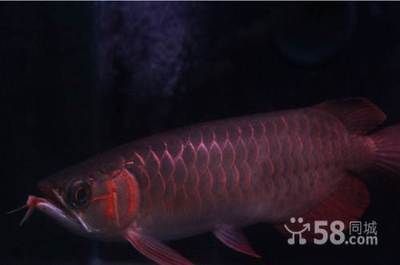 號(hào)半龍魚(yú)價(jià)格多少錢(qián)一條（號(hào)半龍魚(yú)中最便宜的品種之一，紅龍魚(yú)價(jià)格大約50元一條）