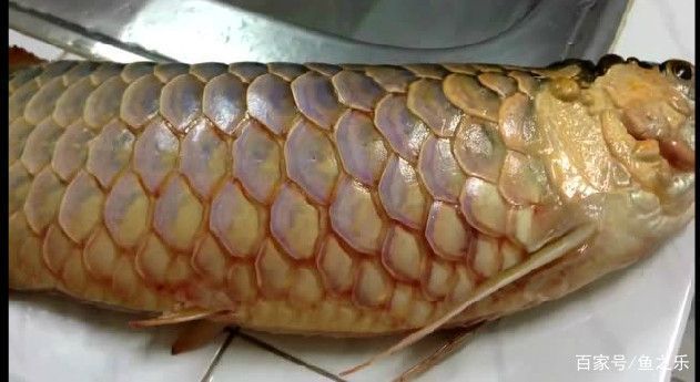 紅龍魚魚鰭充血怎么辦（紅龍魚充血病因分析，紅龍魚手術治療技巧）