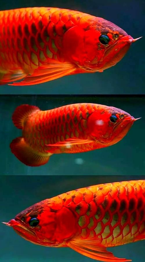 頂級紅龍魚手機壁紙高清