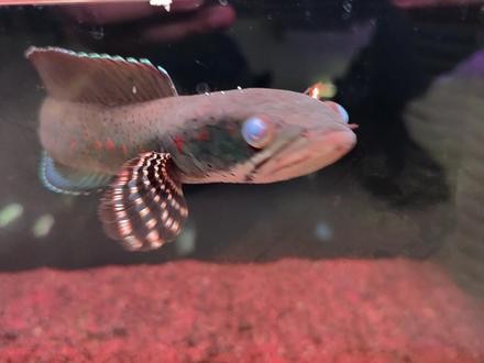 雷龍魚內蒙眼特效藥