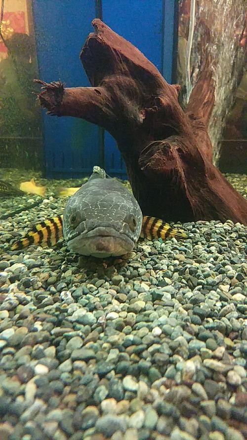 雷龍魚內蒙眼特效藥