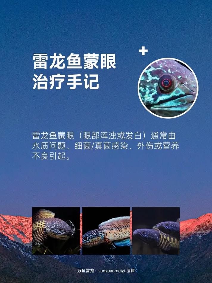 雷龍魚內蒙眼特效藥