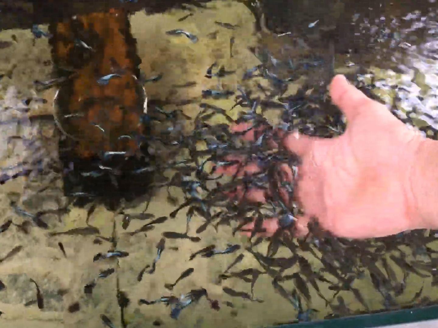藍龍魚繁殖需要哪些條件？