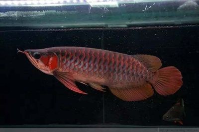 怎么調整龍魚的食欲：如何提高龍魚的食欲