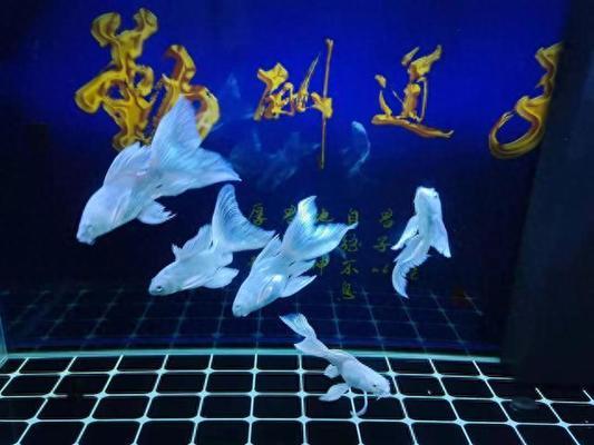 榆林市榆陽區思智水族館（榆林市榆陽區思智水族館電話）