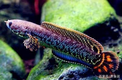 龍魚剛出生多大：剛出生的龍魚體長在10厘米左右，體長在10厘米左右