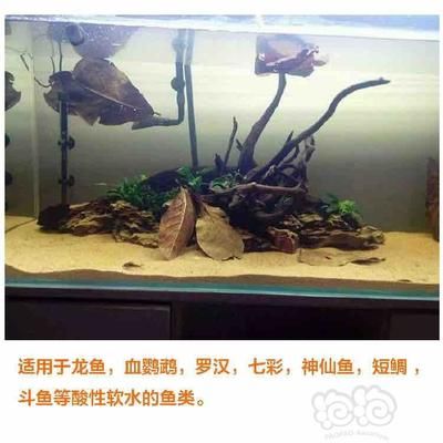 龍魚缸放橄欖葉：橄欖葉在魚缸里放橄欖葉在魚缸里放橄欖葉的作用