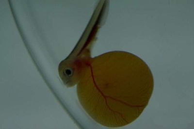 龍魚多大開始繁殖