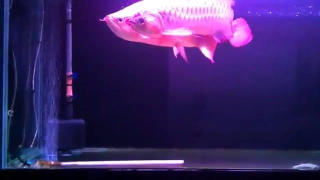 龍魚多大開始繁殖