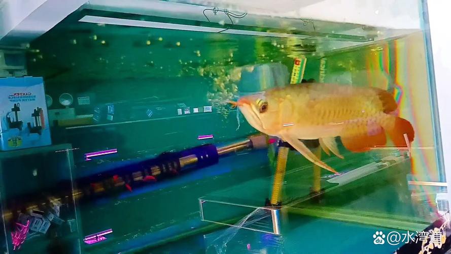 養金龍魚一個月費用大概多少