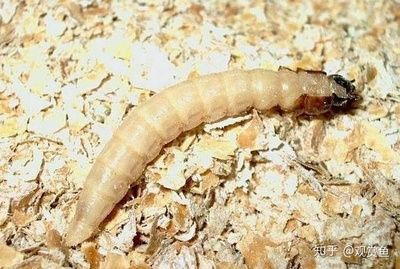 小龍魚怎么喂食最好：小龍魚的喂食方法需要注意以下幾個方面 小龍魚怎么喂食最好：小龍魚的喂食方法需要注意以下幾個方面 龍魚百科 第3張