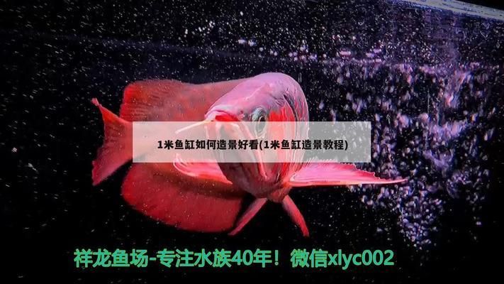 一米魚缸怎么布景好看，一米魚缸布景設計應注重色彩搭配、植物選擇和裝飾物選擇和裝飾物
