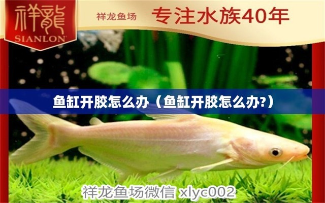 廣南縣蓮城鑫天使婚慶花藝水族館（網絡做單是合法的嗎）