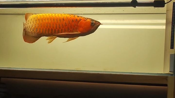 什么魚能和龍魚、虎魚混養(龍魚能和虎魚混養嗎) 紅龍魚比金龍魚貴嗎多少錢一只:紅龍魚比金龍魚貴嗎 龍魚百科 紅龍魚比金龍魚貴嗎多少錢一只:紅龍魚比金龍魚貴嗎 紅龍魚比金龍魚貴嗎多少錢一只:紅龍魚比金龍魚貴嗎 龍魚百科