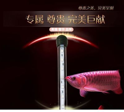 金龍魚(yú)燈管和水面距離：關(guān)于金龍魚(yú)燈管和水面距離的一些詳細(xì)信息