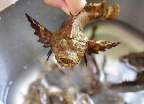 紅老虎魚繁殖成功率提升方法：如何提高紅老虎魚的繁殖成功率