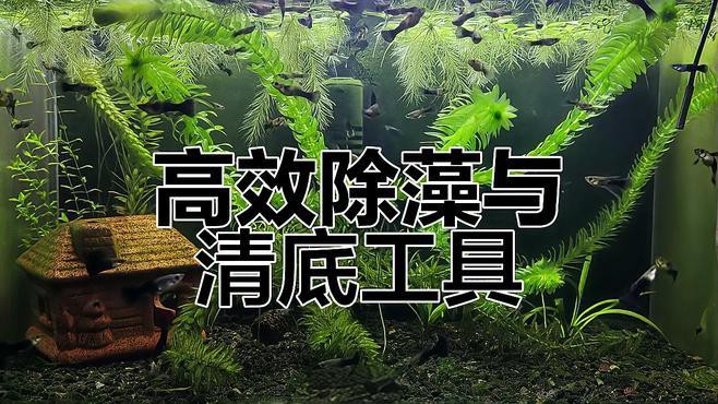 有哪些工具魚蝦可以輔助除藻？