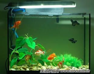 紅龍魚的正確飼養(yǎng)方法圖解大全圖片視頻下載安裝（紅龍魚的飼養(yǎng)方法講解視頻）