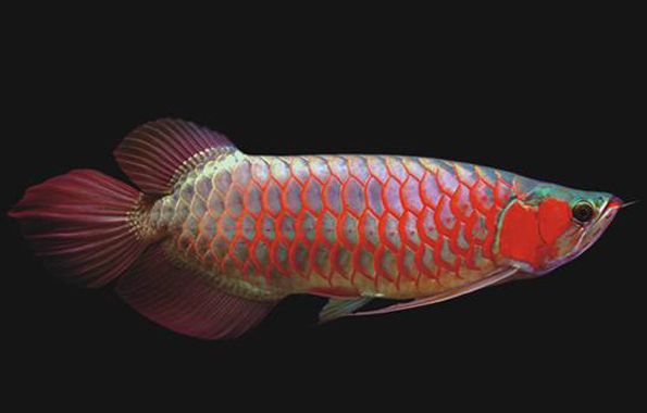 龍魚喂口不好怎么辦呀：對于龍魚喂口不好的問題，你可以嘗試以下幾種方法：