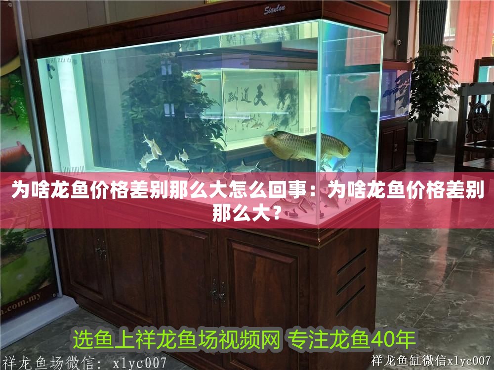 為啥龍魚價格差別那么大怎么回事：為啥龍魚價格差別那么大？