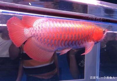 龍魚狀態(tài)不好怎么辦：如何判斷龍魚的狀態(tài)