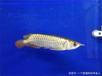 龍魚狀態(tài)不好怎么辦：如何判斷龍魚的狀態(tài)