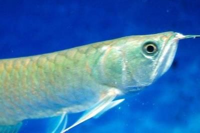 銀龍魚腸炎的預防方法：如何判斷銀龍魚健康狀態