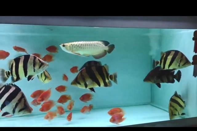 龍魚虎魚混養的大小比例（龍魚和虎魚混養的大小比例）