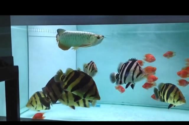 龍魚虎魚混養的大小比例（龍魚和虎魚混養的大小比例）