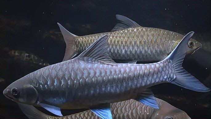 馬來西亞十大名魚名字