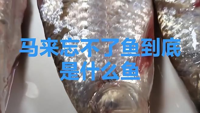 馬來西亞十大名魚名字