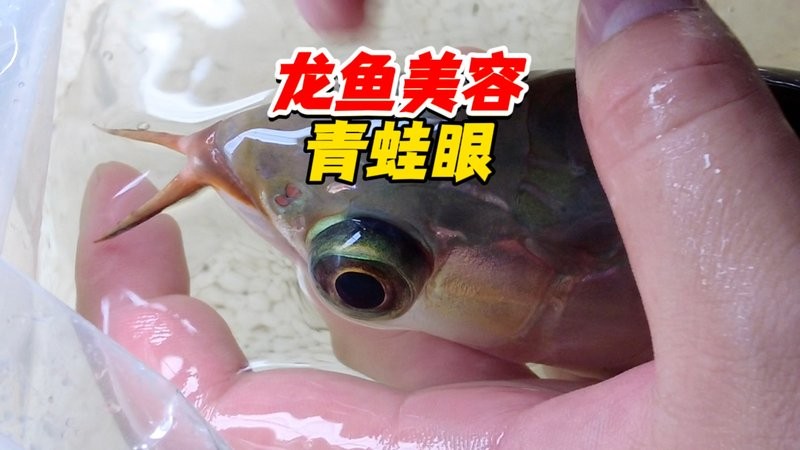 龍魚手術后注意什么事項
